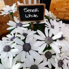 Pericallis 'Senetti' — Green Acres Nursery & Supply