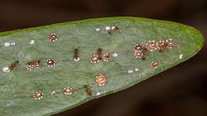 Image result for puklice