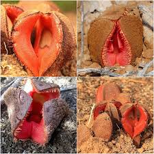 Image result for Hydnora