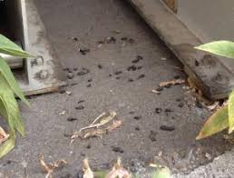 Maybe you would like to learn more about one of these? Rats Eugene Or Website