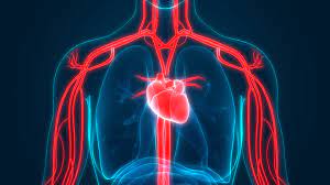 Biofabricating The Human Circulatory System Innovation News Network