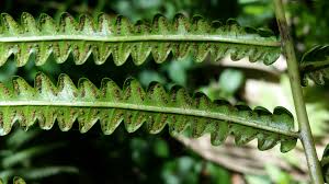 Image result for Thelypteridaceae