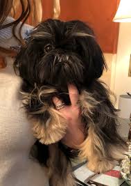 Shih Tzu Yorkie Mix Black And Brown Black And Tan Dobie Marked Imperial Shih Tzu Luan Shih Tzu Shih Tzu Puppy Shih Tzu Shih Tzu Puppy Baby
