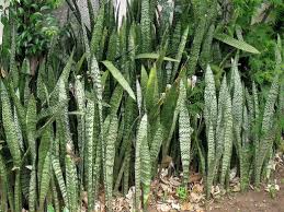 Image result for Sansevieria nilotica