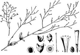 Image result for Schwenckia