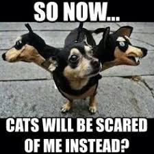 43 Funny Dog Memes Ideas Dogs Funny Dogs Funny Animals