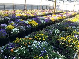Check spelling or type a new query. Spain Edible Flowers Are A Booming Market