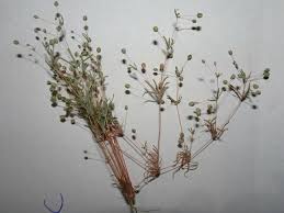 Image result for Hypertelis