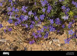 Image result for Lysimachia monelli