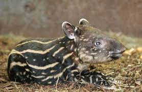 theanimalblog via take a peek at prague zoo s baby tapir zooborns prague zoo zooborns zoo babies