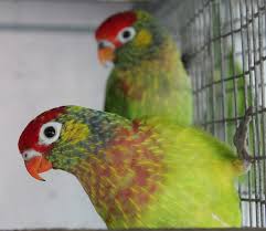 نتیجه جستجوی لغت [varied] در گوگل