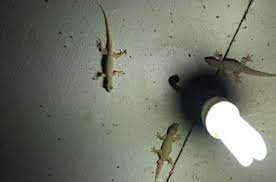 On account of our well equipped and unrivalled experts connected with us we have made innumerable of. Lizard Pest Control Mumbai Safe Secure Elix Pest