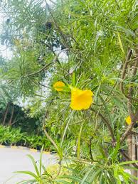 Image result for Cascabela