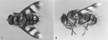 I spent the past few hours searching online to find out what this bug is called. Little Leaf Notcher