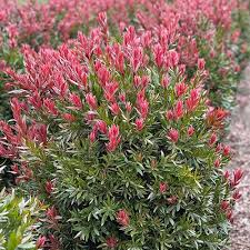 Image result for Callistemon