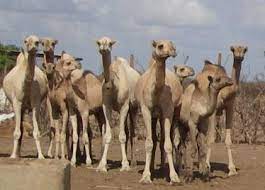 But uglier yet is the. Camels New With Animal Welfare Information Infonet Biovision Home