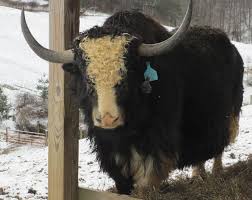 Image result for yak