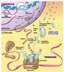 18 Genetics And Protein Synthesis Ideas Molecular Biology Biology Genetics