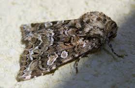 Image result for Hadena perplexa