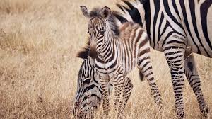 Le loup est mort comment? Apprends Le Nom Des Mamans Et Des Bebes Animaux Anigaido