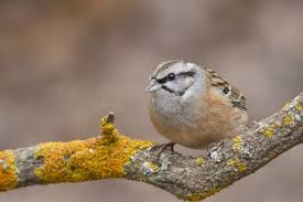 Image result for Passerina montana