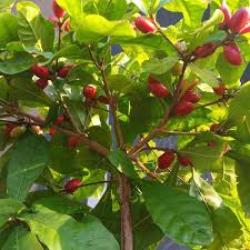 Image result for Synsepalum revolutum