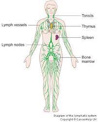 Springtime Self Care Tips For A Happy Gallbladder Meridian Lymphatic System Lymph Massage Lymphatic Drainage Massage
