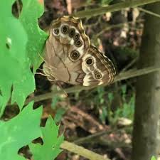 Image result for Gutenbergia eylesii