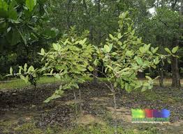 Image result for Memecylon