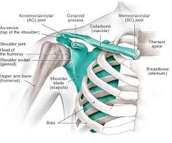 Cracking your shoulder blades can help relieve pressure and alleviate pain caused by physical activity, poor posture, or a naturally stiff spine. How Does The Shoulder Work Informedhealth Org