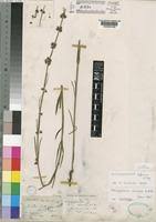 Image result for Aspidoglossum biflorum