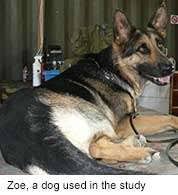 Clinical signs occur as the tumor enlarges and presses on the urethra, the tube treatment of prostate cancer in dogs is still problematic. Dogs May Help Spot Human Prostate Cancers Study Finds