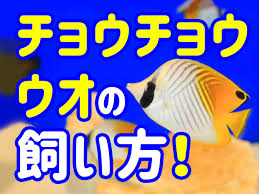 チョウチョウウオ 飼育
