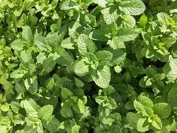 Pineapple mint plant live medicinal herb flower plant. Many Uses Of Mint Leaves The Old Farmer S Almanac