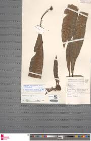 Image result for Asplenium africanum