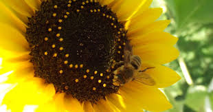 Check spelling or type a new query. How To Plant A Honey Bee Garden With Kids Lasso The Moon