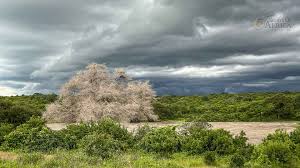 Image result for Pavetta gerstneri