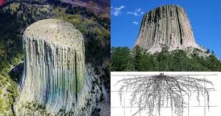 Is the Devil's Tower the World's Largest Petrified Tree – Geology In