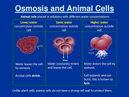 In this case, that is the inside of the cell. Cell Boundaries And Transport Ppt Download