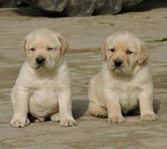 Pets4delhi | 9911461912 | dog for sale in south delhi, online pet shop in saket, online pet store in khanpur, online dog for sale in noida extension, online dog for sale in malviya nagar, best pet shop in chirag delhi, maltese dog for sale in khanpur, dog shops in khanpur, top pet shop in noida extension, dog shops in sainik farm, dog shop in delhi, pet shop in south delhi, pet shops in delhi. 1000 Rupee Pomeranian Dog Puppy Labrador Puppy Price In Rupees