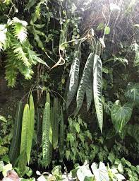 Anthurium Pallidiflorum And A Wendlingeri X Scherzerianum Anthurium Plant Leaves Plants