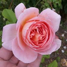 Abraham darby, in his later life called abraham darby the elder, now sometimes known for convenience as abraham darby i, was the first and b. Abraham Darby Gronloof Rosen Hemerocallisverkauf