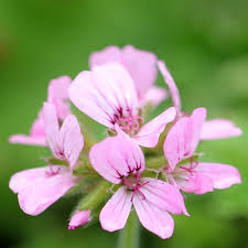 Image result for Pelargonium graveolens