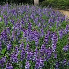 Image result for Angelonia
