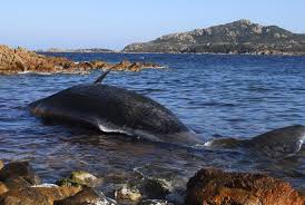 Peneliti memeriksa paus sperma yang terdampar tewas di pantai pulau kapota wakatobi, 20 november 2018. Bangkai Paus Hamil Di Sardinia Bawa 22 Kg Plastik Republika Online