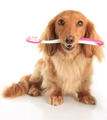 dog dental care bad breath teeth cleaning dog dentist