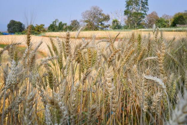 Experiment and research on planting barley, as a step in the highlands of  the northern region, chiang mai province, thailand | Premium Photo