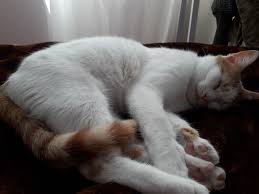 Zeynep Ozgul Adli Kullanicinin Kedilerim Panosundaki Pin Kedi