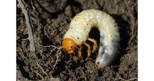 How To Get Rid Of Chafer Grubs In Lawns