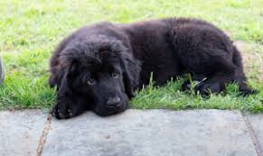 How much are newfoundland puppies. 21 Physical Facts About Newfoundland Puppies Furry Babies